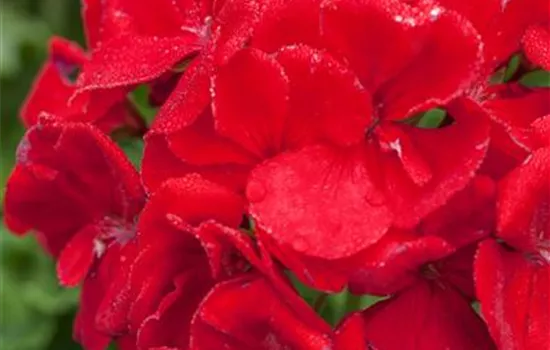 Geranie stehend 'Carlos'