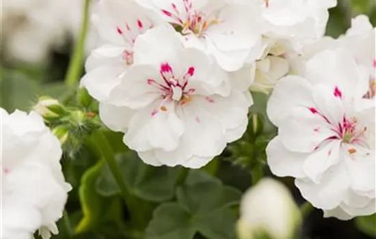 Hängegeranie 'Royal White'