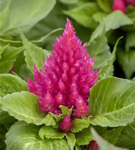 Federbusch 'Glow Pink'