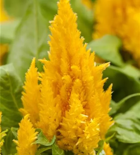 Federbusch 'First Flame'