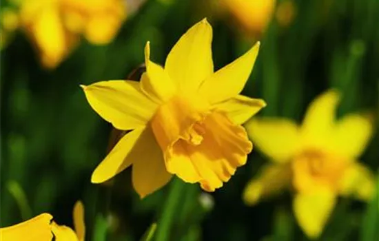 Narzisse 'Tete a Tete'