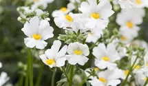 Elfenspiegel 'Sunsatia'