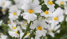 Elfenspiegel 'Sunsatia'