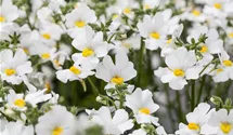 Elfenspiegel 'Sunsatia'