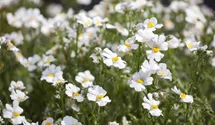 Elfenspiegel 'Sunsatia'