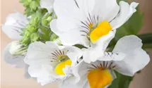 Elfenspiegel 'Sunsatia'