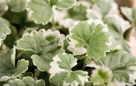 Weißbunter Gundermann 'Variegata'