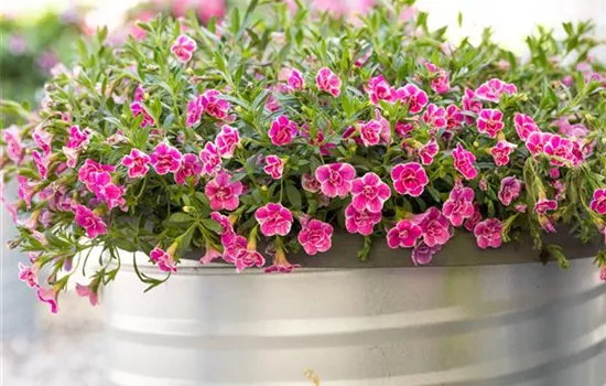 Zauberglöckchen 'Sweet Love' 